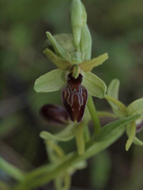 Ophrys araneola?